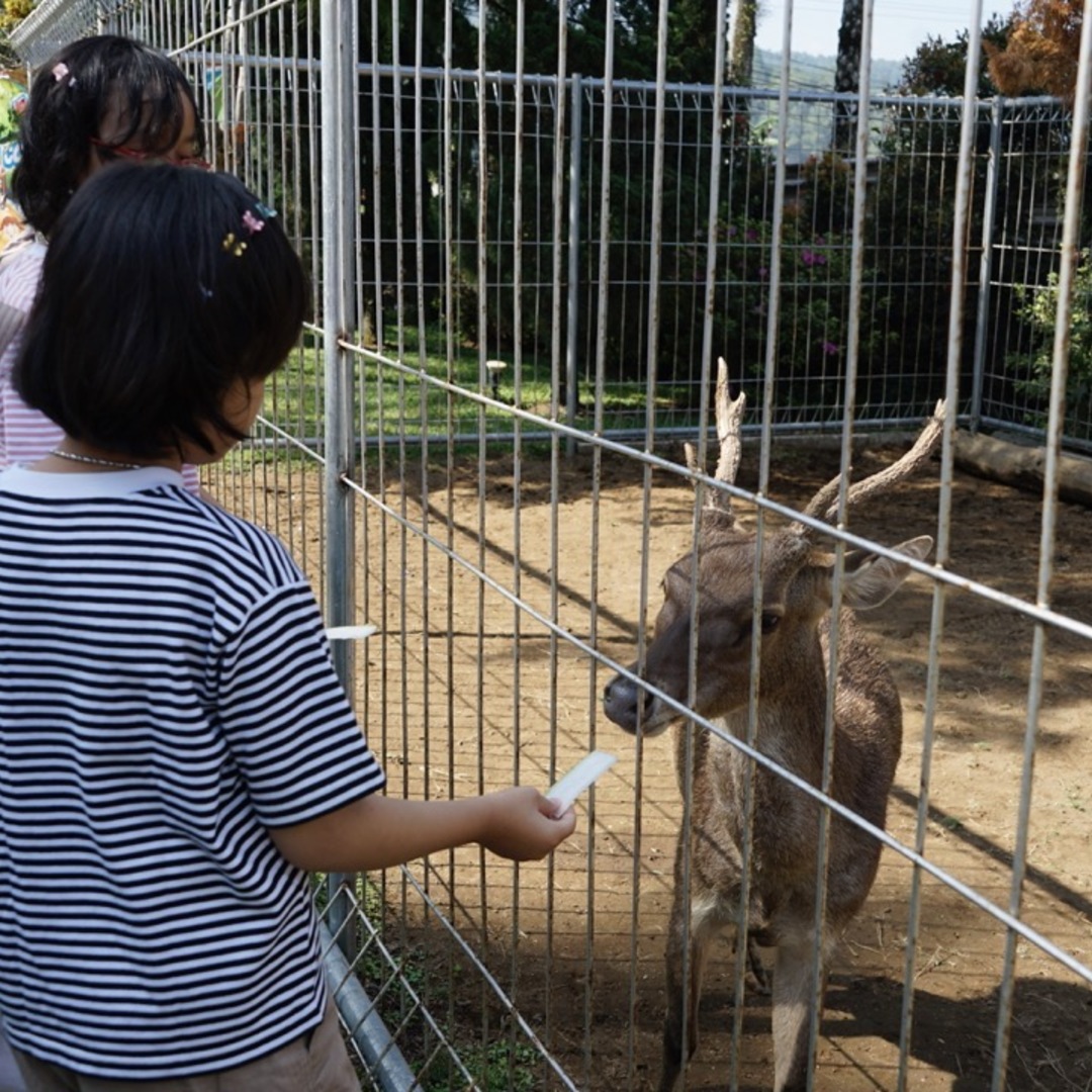 Feeding The Deer